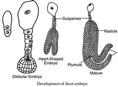 Image result for Dicot Embryo Development