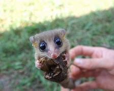 Image result for Marsupial Birth