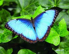 Image result for 9 Butterflies