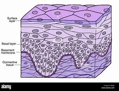 Image result for Simple Stratified Squamous Epithelium