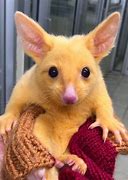 Image result for Real Life Pikachu