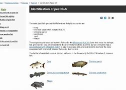 Image result for Pest Fish