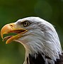 Image result for Storm'n Eagle HD