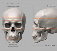 Image result for Human Skull in All Angles 3D