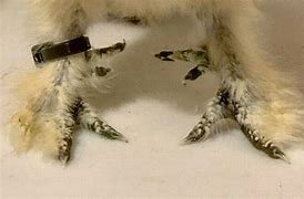 Image result for Silkie Chicken Feet