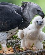 Image result for Harpy Eagle Beak