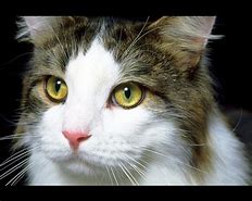 Image result for Free Cat Screensavers for Computers