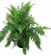 Image result for Fern Bear