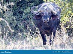 Image result for Fierced Big Buffalo