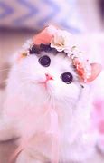 Image result for Light Pink Cat