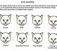 Image result for Cat Eyes Human Shape