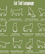 Image result for Cat Body Weight Chart