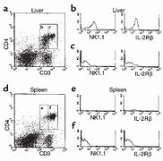 Image result for CD4 Liver