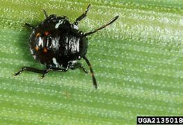 Image result for Southern Green Stink Bug