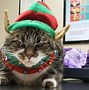 Image result for Animal Christmas Funny Cats