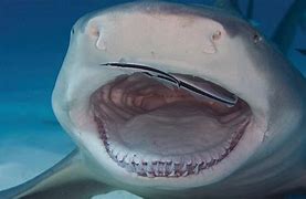 Image result for Lemon Shark and Pilot Fish