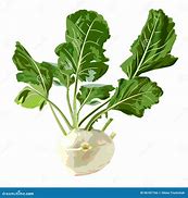 Image result for Kohlrabi Drawing