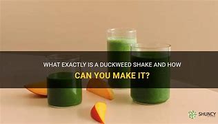 Image result for Duckweed Shake