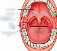 Image result for Parts of Oral Cavity