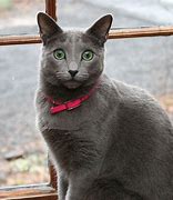 Image result for Russian Blue Cat German Shepherd