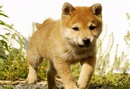 Image result for Akita Pics