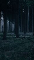 Image result for Dark Forest Night