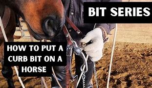 Image result for Quarter Horse with Curb Bit