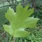 Image result for Maple Oak Tree