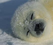 Image result for Fat Harp Seal