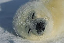 Image result for Fat Harp Seal Pup