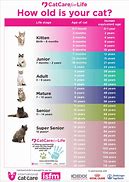 Image result for Cat Teen Years