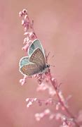 Image result for Pastel Butterfly