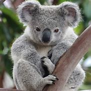 Image result for Koala Bear Images. Free