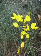 Image result for Spanish Broom