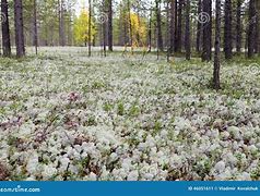 Image result for Russian Tundra Biome