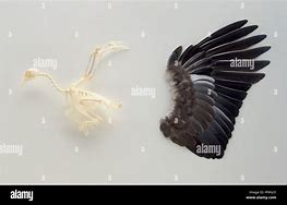 Image result for Wing Feather Anatomy