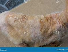 Image result for Skin Infection From Cat