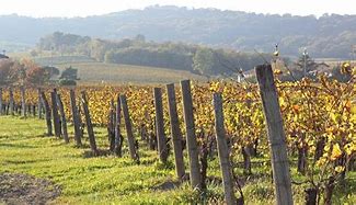 Image result for Cotes De Provence France