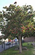 Image result for Pinnatifida Tree