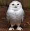 Image result for Pure White Owl