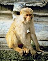 Image result for Monkey Kako