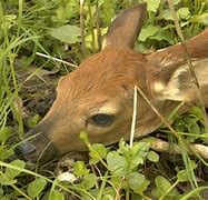 Image result for Newborn Deer Fawn