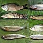 Image result for Order Cypriniformes