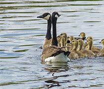 Image result for Canada Goose Female