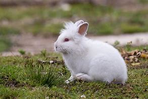 Image result for Angora Rabbit