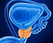 Image result for Prostate Gland Drawing