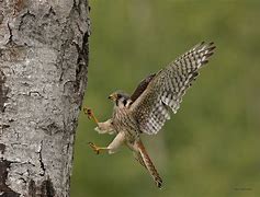 Image result for Kestrel Beak