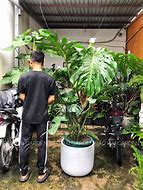 Image result for Cây Monstera