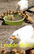 Image result for Duck Duck Goose Meme