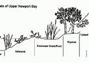 Image result for Newport Bay Conservation